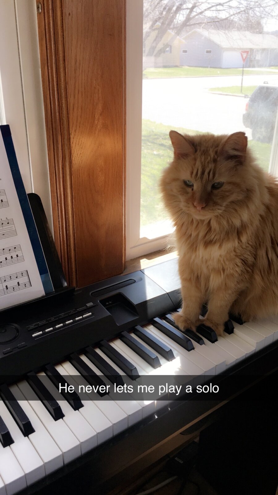 Charlie, Ginny Copeman's cat.