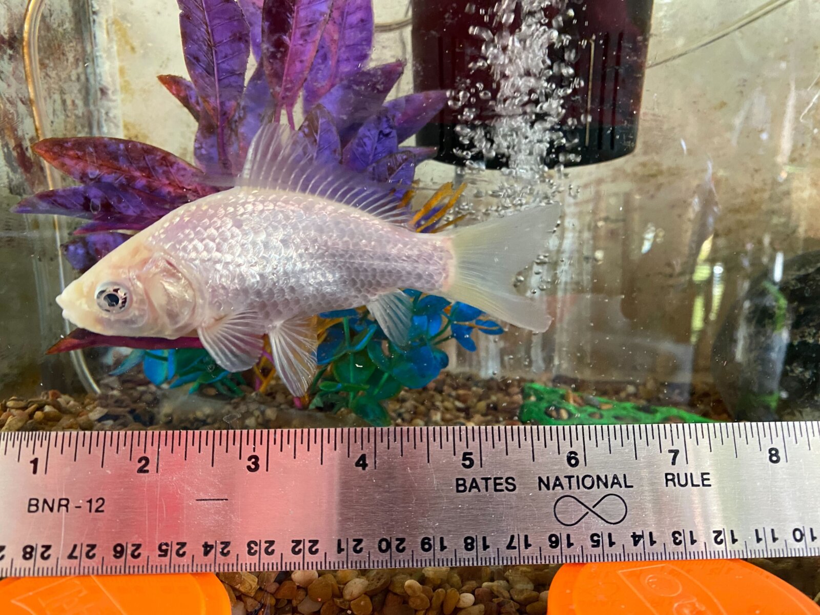 Ginny Copeman's fish, named Carl.
