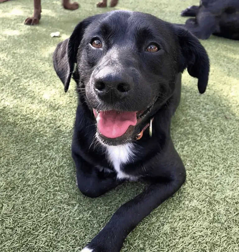 Stephanie Smith's black labrador mix Riker enjoying the outdoors.