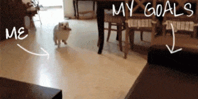 GIF of dog running, jumping and crashing into a couch