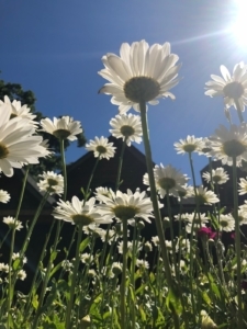 Flowers in Mary's garden.