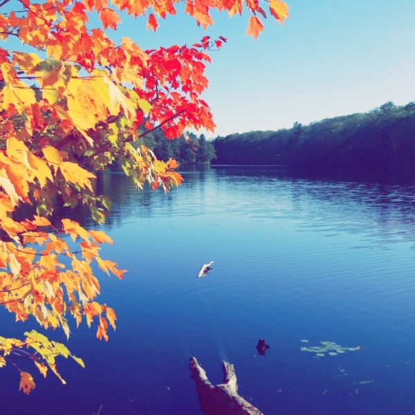 blue lake with leaves in the foreground