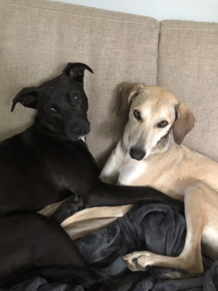 Julie's Dogs